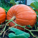 20 BIG MAX PUMPKIN SEEDS / 100+ POUNDS / HUGE /ÊFRESH FOR GARDENS Garden Plants