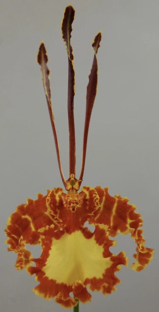 Orange-yellow orchid bloom with ruffled petals and upright stems
