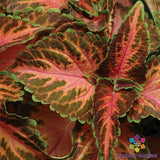 25+ Wizard Coral Sunrise Coleus Seeds for Garden Planting - USA - FREE SHIPPING! Garden Plants