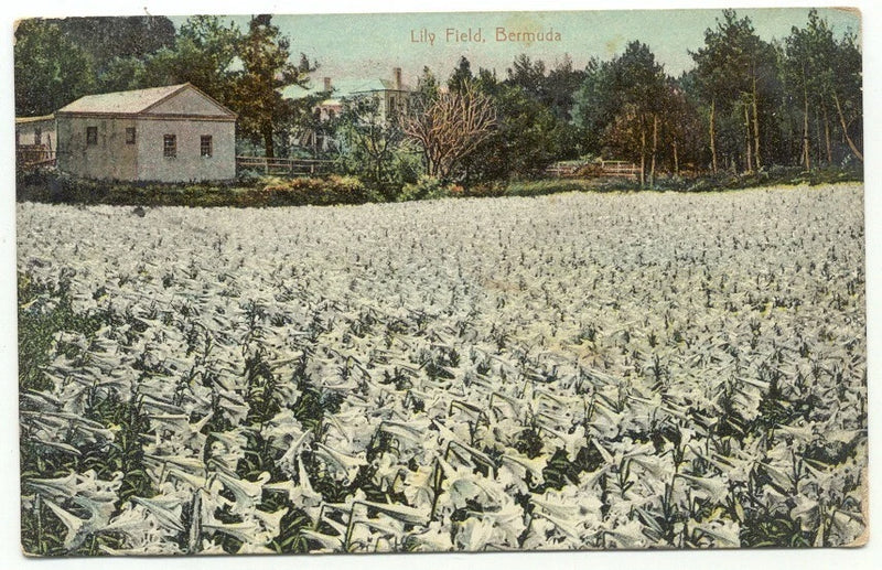 Vintage Bermuda lily flower field postcard with lilies, house, and trees