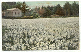 Bermuda Lily Flower Field c1912 Postcard Lily
