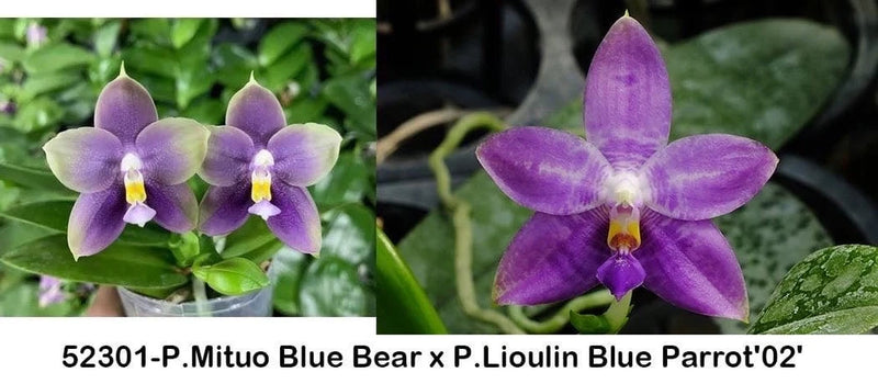 Purple orchid flowers with yellow centers on green leaves
