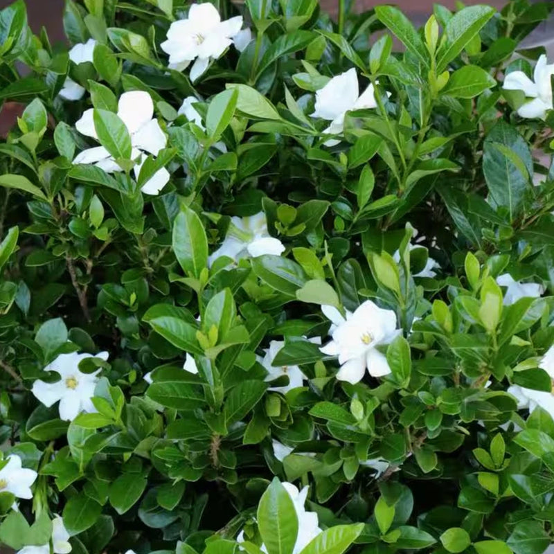 __ Everblooming Gardenia Veitchii Shrub Ð Fragrant Evergreen Garden Plant __ Garden Plants