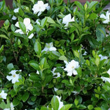 __ Everblooming Gardenia Veitchii Shrub Ð Fragrant Evergreen Garden Plant __ Garden Plants