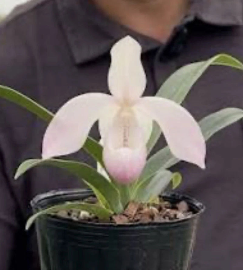White and pink orchid flower in dark pot with green leaves