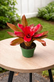 Bromeliad ÒMar’aÓ Ð Live Plant in 4Ó Pot. Exotic Green Plant