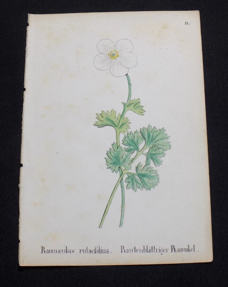 1867 Antique ALPINE FLOWER Print  / RUE BUTTERCUP, or, RANUNCULUS RUTAEFOLIUS Ranunculus