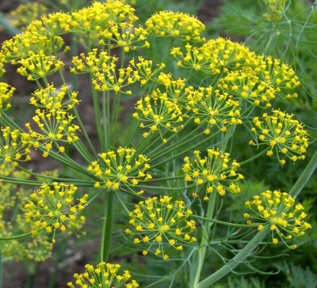 MAMMOTH LONG ISLAND DILL SEEDS 1000+ ANNUAL herb GARDEN pickling FREE SHIPPING Garden Plants