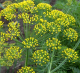 MAMMOTH LONG ISLAND DILL SEEDS 1000+ ANNUAL herb GARDEN pickling FREE SHIPPING Garden Plants