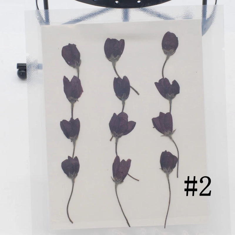 Pressed flower bud set with stems, dark maroon dried flowers
