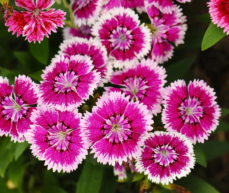 500+ Ann Boyden Dianthus Seeds US SELLER Annual Flowers Seed Carnation Bulk Carnation