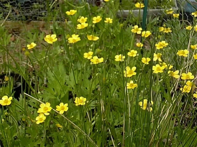 25 SWAMP BUTTERCUP SEEDS  - Ranunculus hispidus Garden Plants