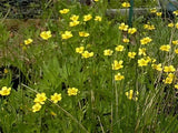 25 SWAMP BUTTERCUP SEEDS  - Ranunculus hispidus Garden Plants