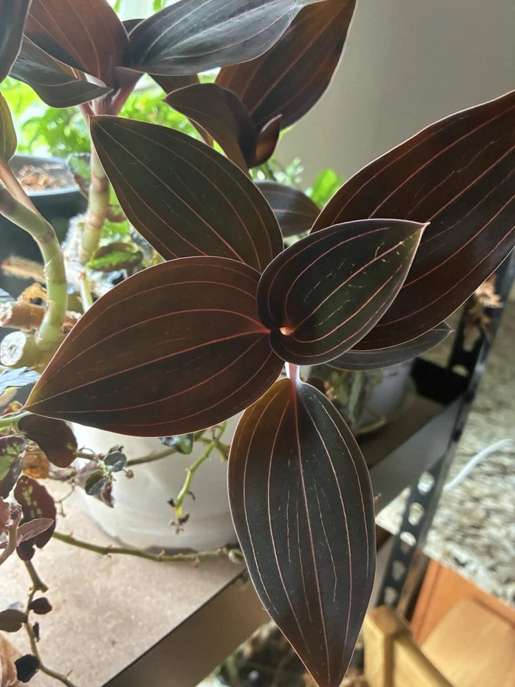 Jewel orchid plant with dark leaves and gold pinstripes, clustered on stems