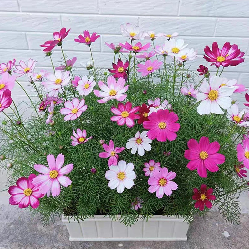 Flower Plant Seeds Daisy 100 Seeds Potted Flowers Home Garden Beautiful Daisies