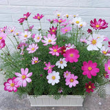 Flower Plant Seeds Daisy 100 Seeds Potted Flowers Home Garden Beautiful Daisies