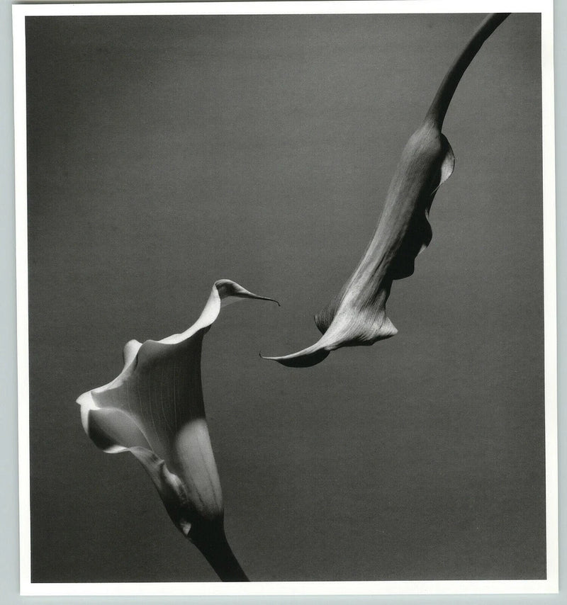 Large black-and-white calla lily art photo print with two flowers