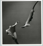 1989 1992  Two Callas Lily Flowers Large Art Photo By Horst 16X20 Lily