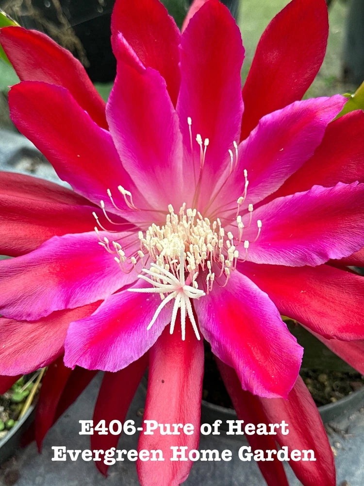 Epiphyllum orchid cactus flower with bright pink-red petals, in a small starter pot