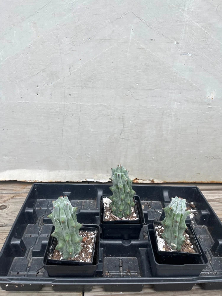 Small potted cactus plants in black trays, green ribbed stems with soil