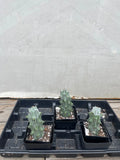 Stenocereus beneckei plants Orchids