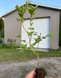 Blueberry Plants Rooted Cuttings - QTY: 20 Green Plant