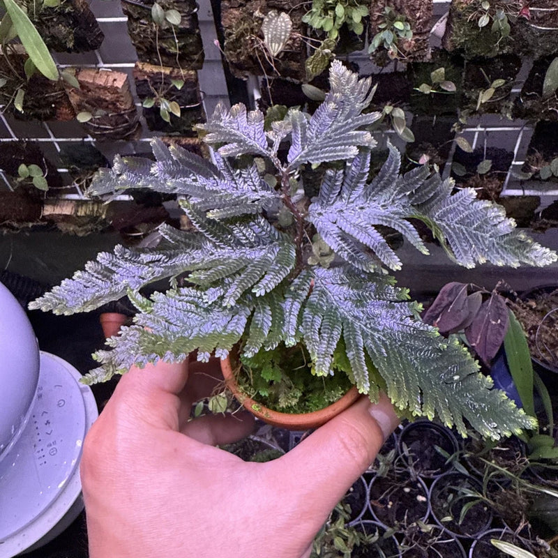 Purple fern-like terrarium plant with feathery fronds in small pot, held by hand
