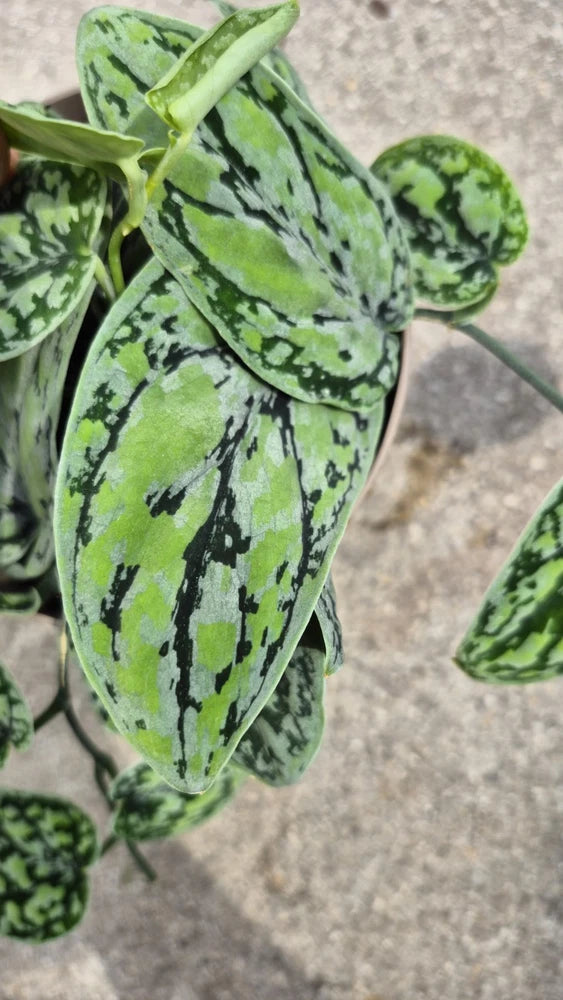 Variegated scindapsus plant cutting with green and dark blotched leaves on vine