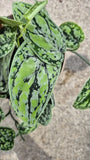 Variegated Scindapsus Tricolor cutting rooted silver satin velvety rare... Orchids