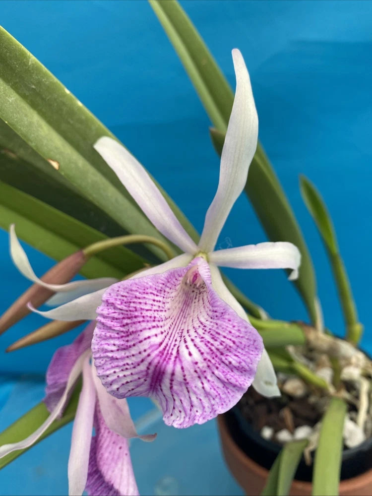 Purple and white orchid bloom in black pot
