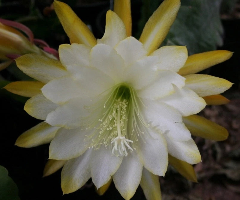 Orchid cactus flower with white petals and pale yellow tips