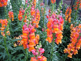 250 ORANGE WONDER SNAPDRAGON Antirrhinum Majus Flower Seeds *Flat S/H Flowering Plants