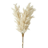 Bundle of Pampas Grass Stems Pampas Grass