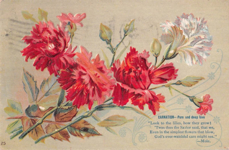 Vintage illustrated postcard with red and white carnations on a branch