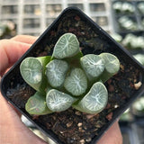 4CM Succulent Plant Haworthia Maughanii Shirotae Mangetsu Liliaceae Home Garden Garden Plants