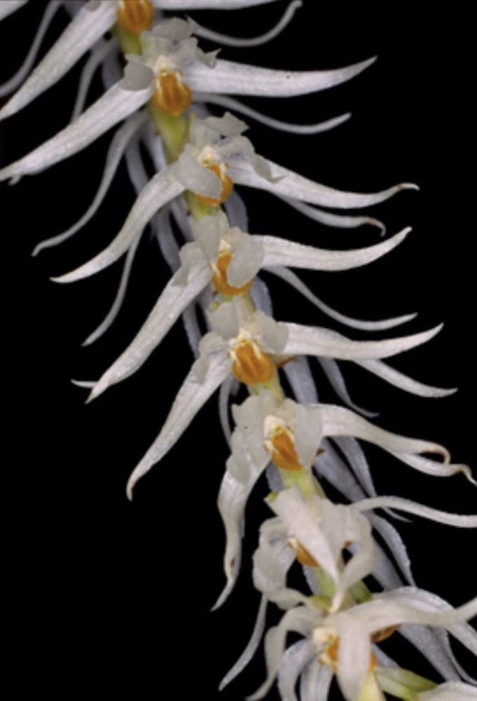 Dendrochilum orchid with long white fringed petals and yellow centers