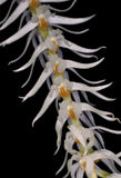 Sweetly Scented species -  Dendrochilum glumaceum Orchids