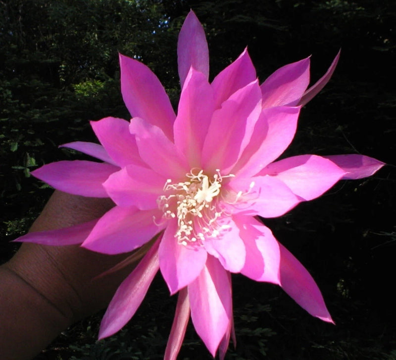 Pink orchid cactus flower with layered petals and pale center stamens