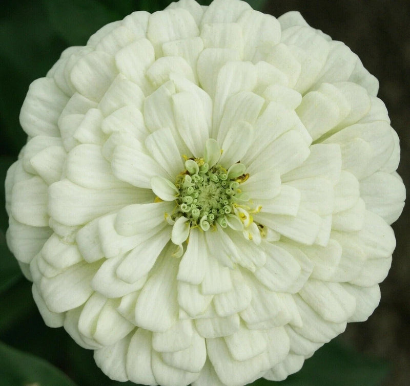 WHITE ZINNIA FLOWER SEEDS 100+ POLAR BEAR GARDEN bees BIRDS ANNUAL Free Shipping Garden Plants