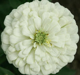 WHITE ZINNIA FLOWER SEEDS 100+ POLAR BEAR GARDEN bees BIRDS ANNUAL Free Shipping Garden Plants