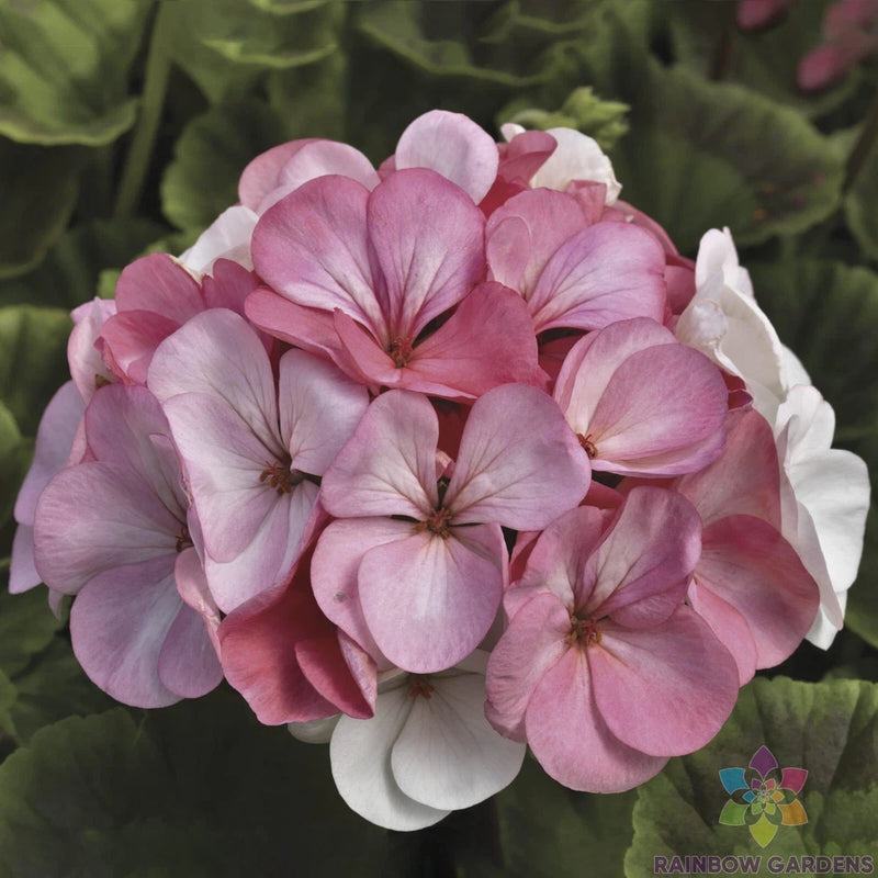 25+ Pinto Premium White to Rose Geranium Seeds for Garden - USA - FREE SHIPPING! Garden Plants