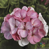 25+ Pinto Premium White to Rose Geranium Seeds for Garden - USA - FREE SHIPPING! Garden Plants