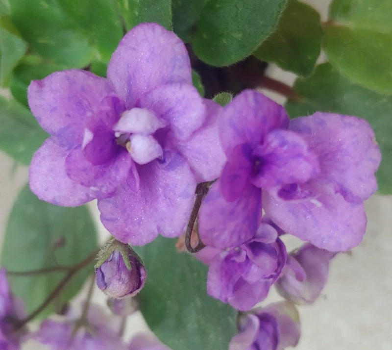 Purple orchid flowers with layered petals