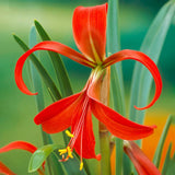 Garden State Bulb Aztec Lily Sprekelia Formosissima Flower Bulb, 16/18cm, Spring Garden Plants