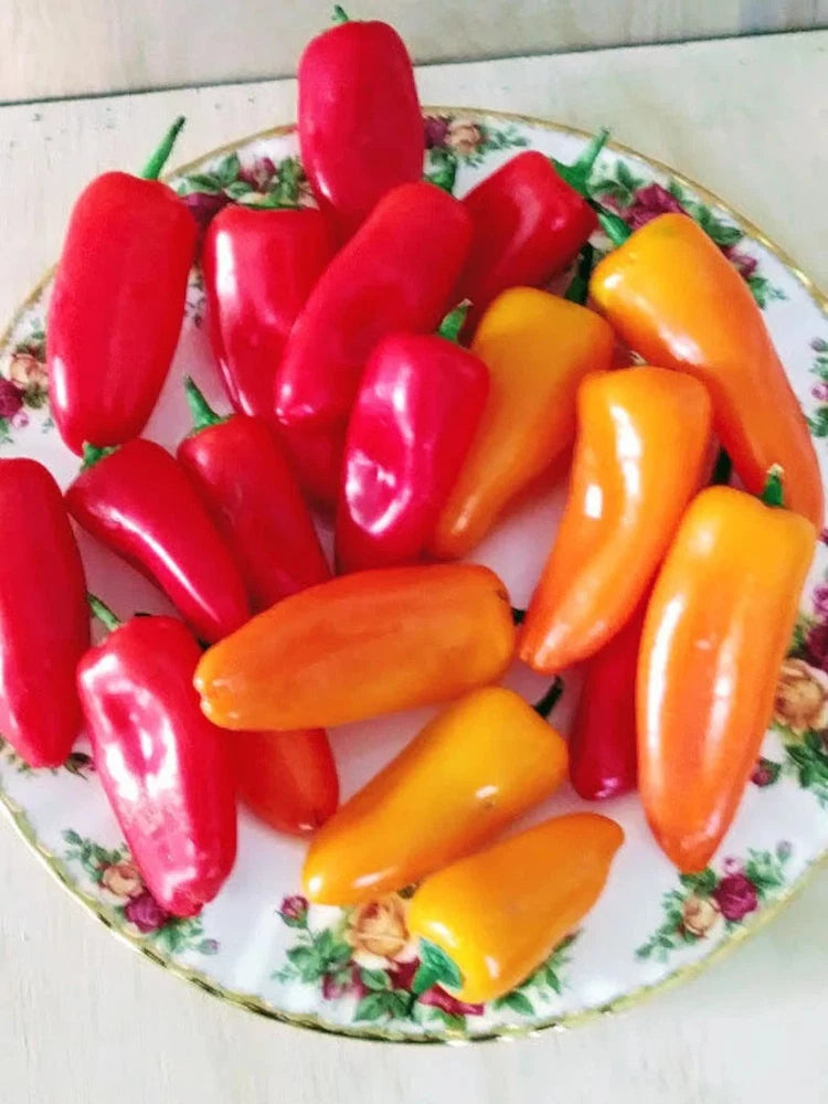 25+ seeds Lunchbox sweet pepper easy grow planting garden  food Garden Plants