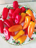 25+ seeds Lunchbox sweet pepper easy grow planting garden  food Garden Plants