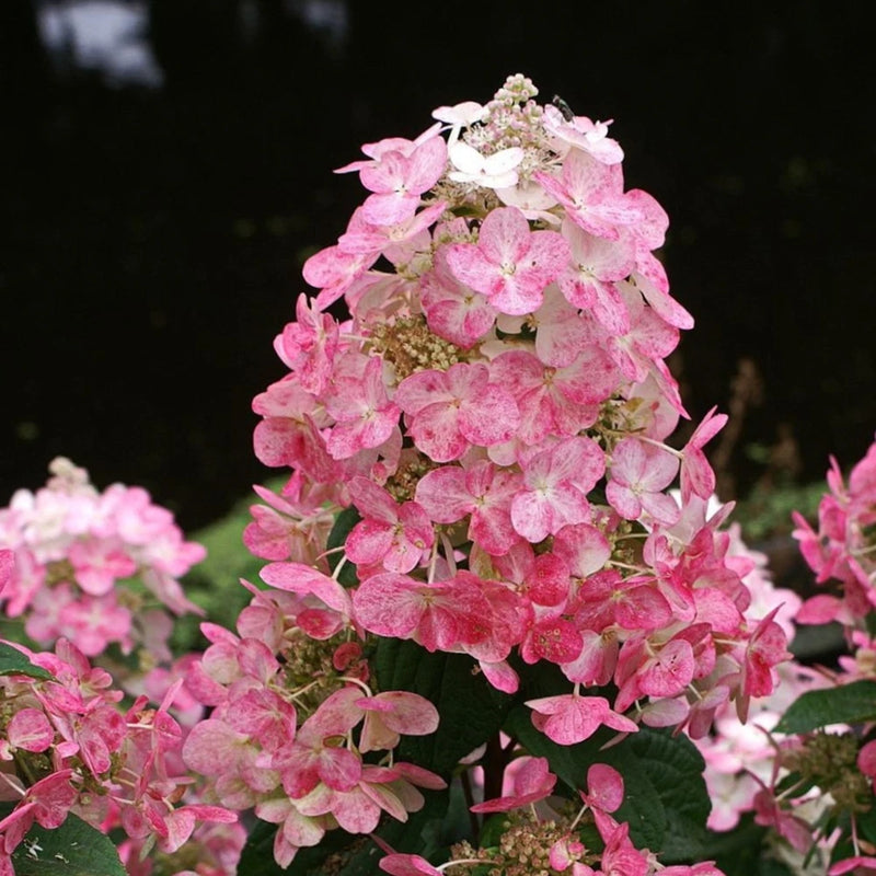 6 (Six) Fresh Cuttings Tricolor Hydrangea Paniculata for rooting  8"-12" long Hydrangea