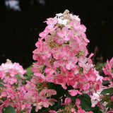 6 (Six) Fresh Cuttings Tricolor Hydrangea Paniculata for rooting  8"-12" long Hydrangea