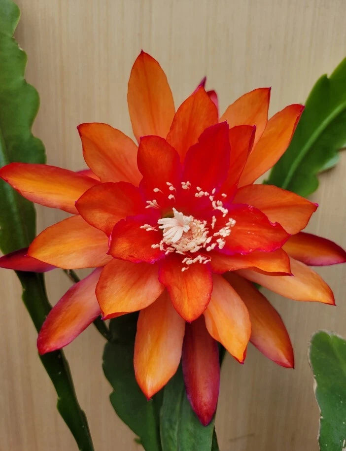 Orange Orchid Cactus Epiphyllum Oxypetalum - 2 Plants in 4 Inch Pot Orchids