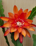Orange Orchid Cactus Epiphyllum Oxypetalum - 2 Plants in 4 Inch Pot Orchids